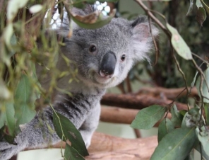 Koala